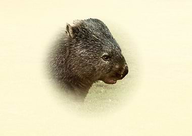 Wombat