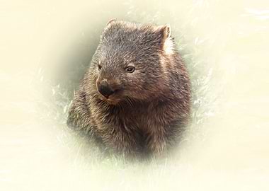 Wombat