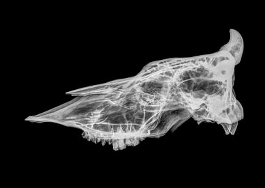 skull of a cow x ray