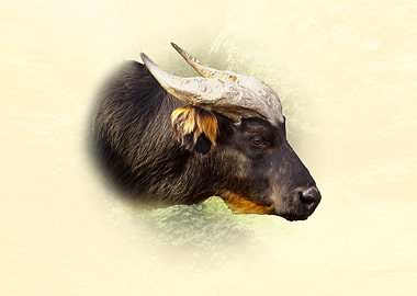 African forest buffalo