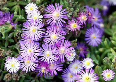 pink daisy in bloom in spr