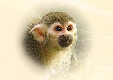 Squirrel monkey