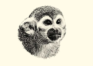 Squrrel monkey