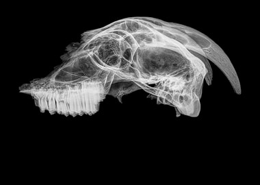 skull of a goat x ray
