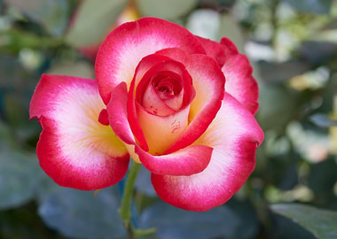 rose growing in the garden