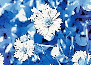 daisy in bloom in spring