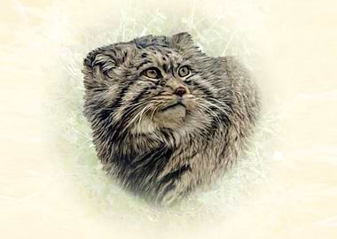 Manul