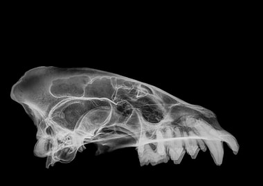 Hyaena skull X ray