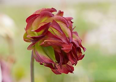 Pale pitchers nephentis
