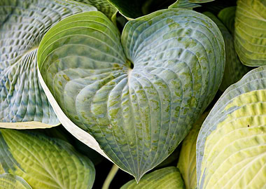 lovely heart leaf in summ
