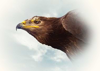 Eagle portrait