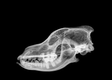 Wolf skull X ray