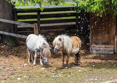 Two little ponies