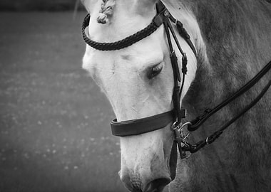 The Beautiful Grey Horse