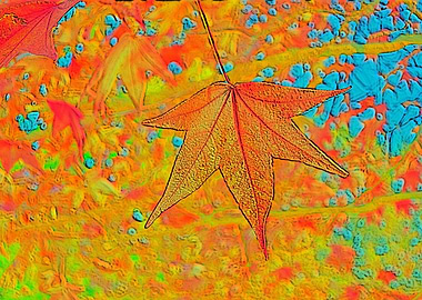 maple leaf in the autumn