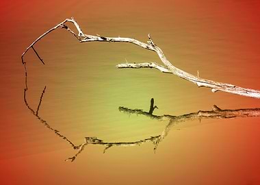 reflection of deadwood on