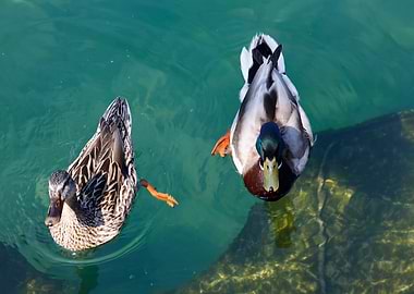 duck swimming on lake