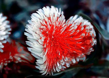 heart dandelion in the mea