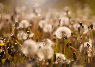 Dandelions