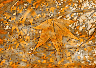 maple leaf in the autumn