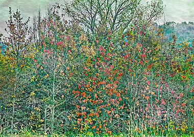 colorful trees in park