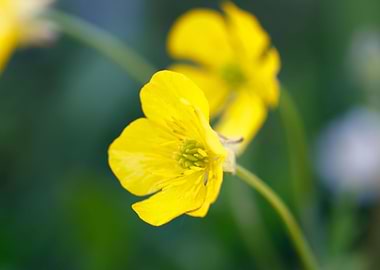 wildflower in the mountain