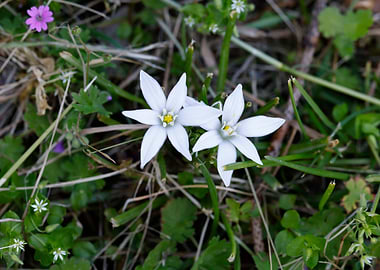 wildflower in the mountain