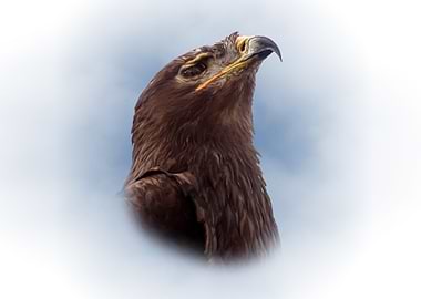 Steppe eagle portrait