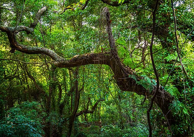 Old Forest Sintra Portugal