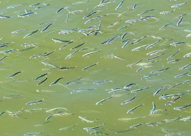 fry fish in the pond