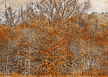 colorful trees in park