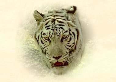 White tiger portrait