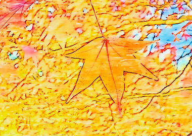 maple leaf in the autumn