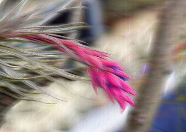 decorative tropical plant