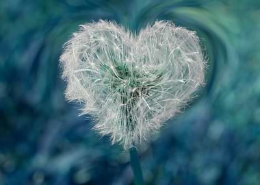 heart dandelion