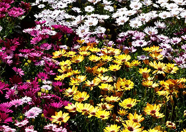 colorful daisy in bloom