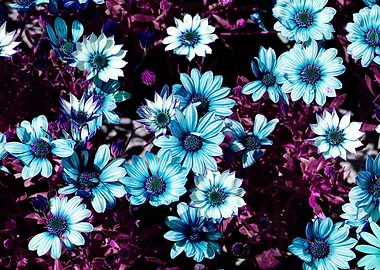 colorful daisy in bloom