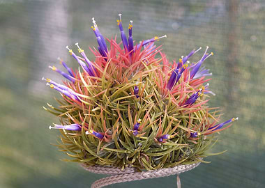 decorative tropical plant