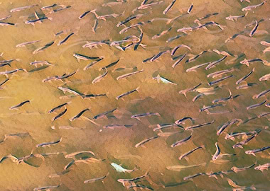 fry fish in the pond