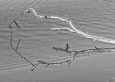 reflection of deadwood