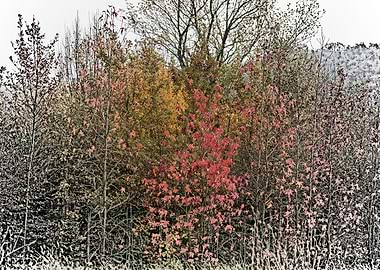 colorful trees in park