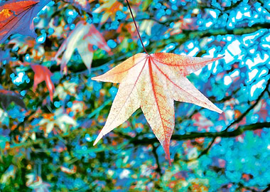maple leaf in the autumn