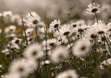 Spring white flowers