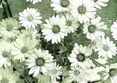 colorful daisy in bloom