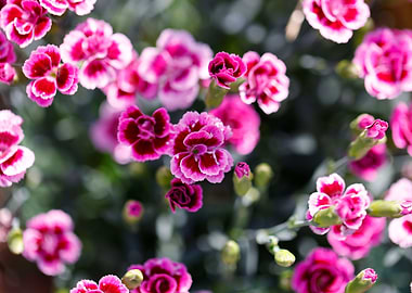 carnation in bloom