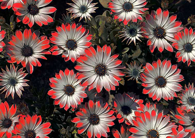 colorful daisy in bloom