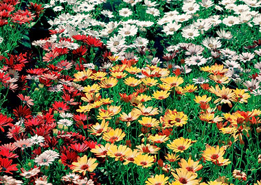 colorful daisy in bloom