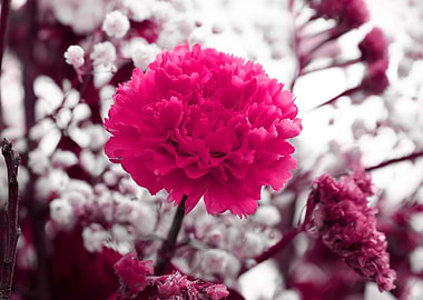 carnation in bloom