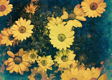 colorful daisy in bloom