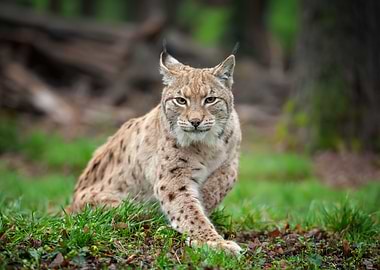 Lynx